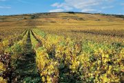 Bourgogne le Vignoble de la Côte