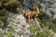 Provence sur les hauteurs de Moustiers